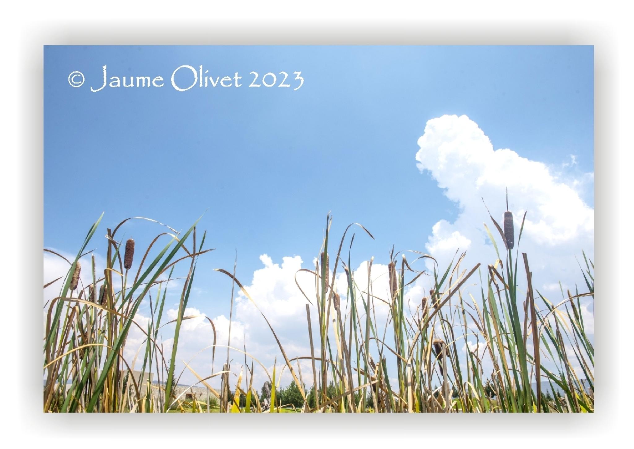  Jaume Olivet 2023