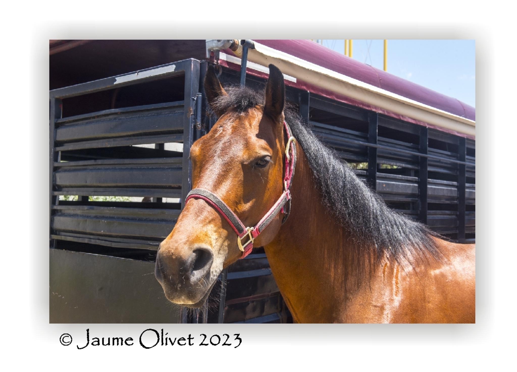  Jaume Olivet 2023