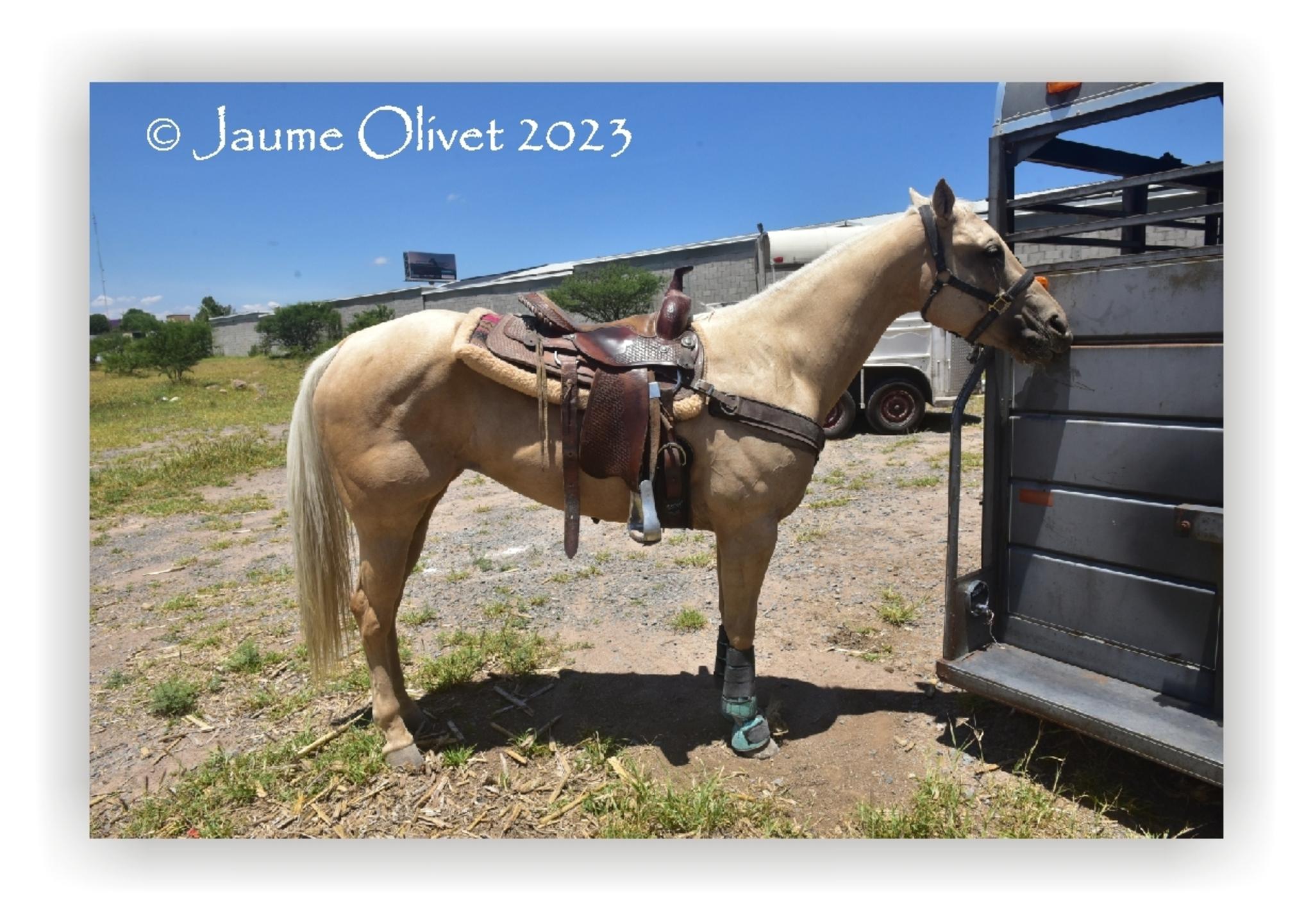  Jaume Olivet 2023