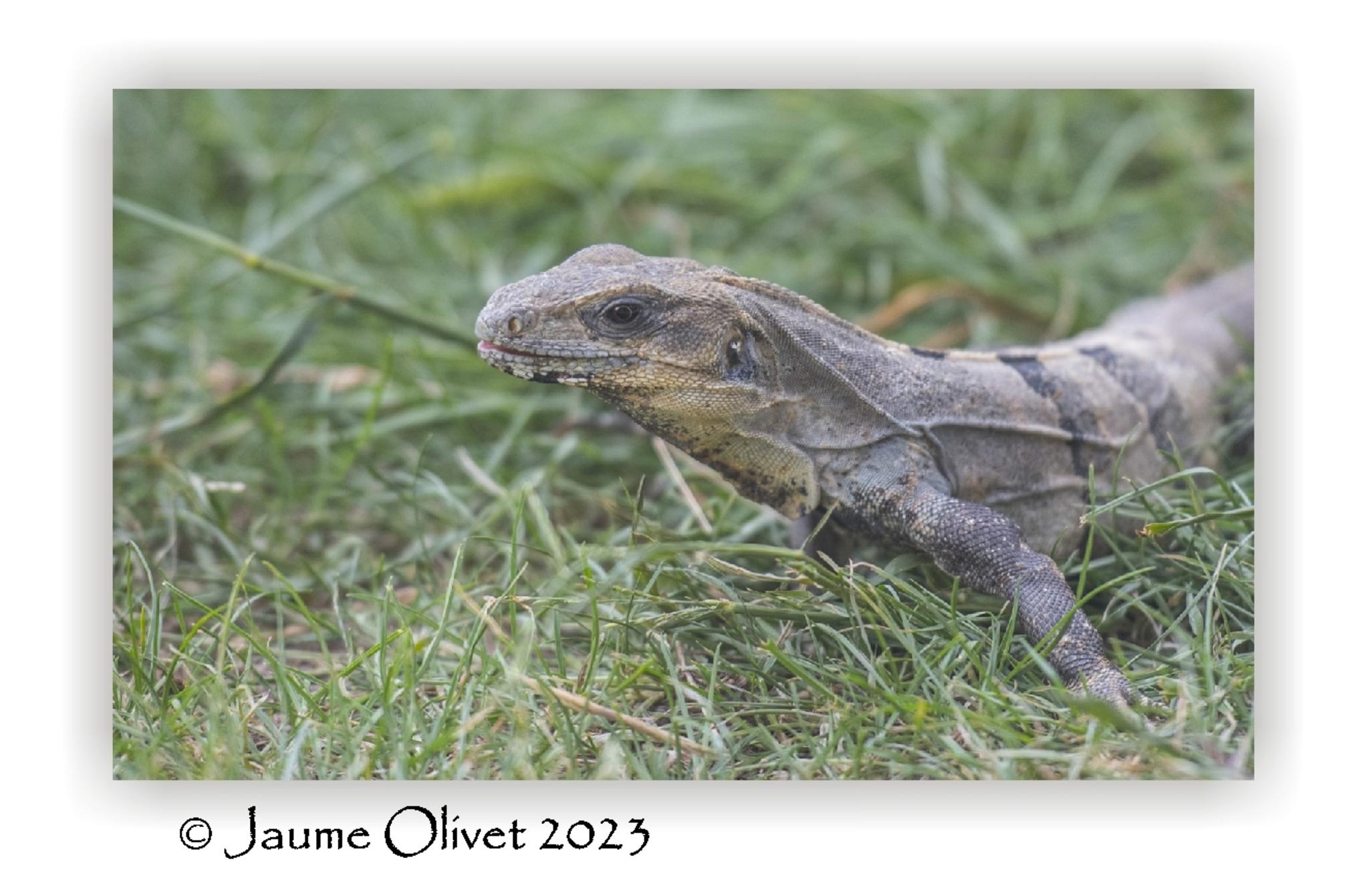  Jaume Olivet 2023