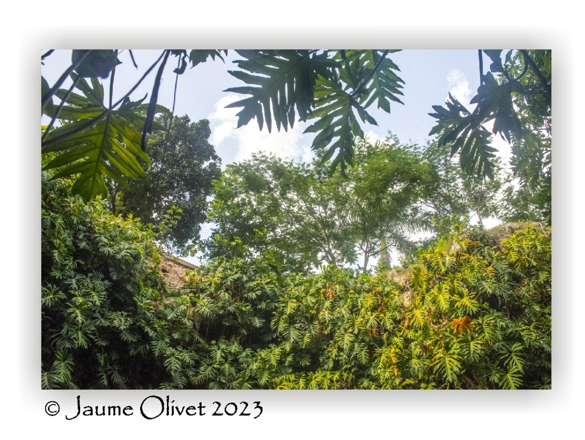  Jaume Olivet 2023