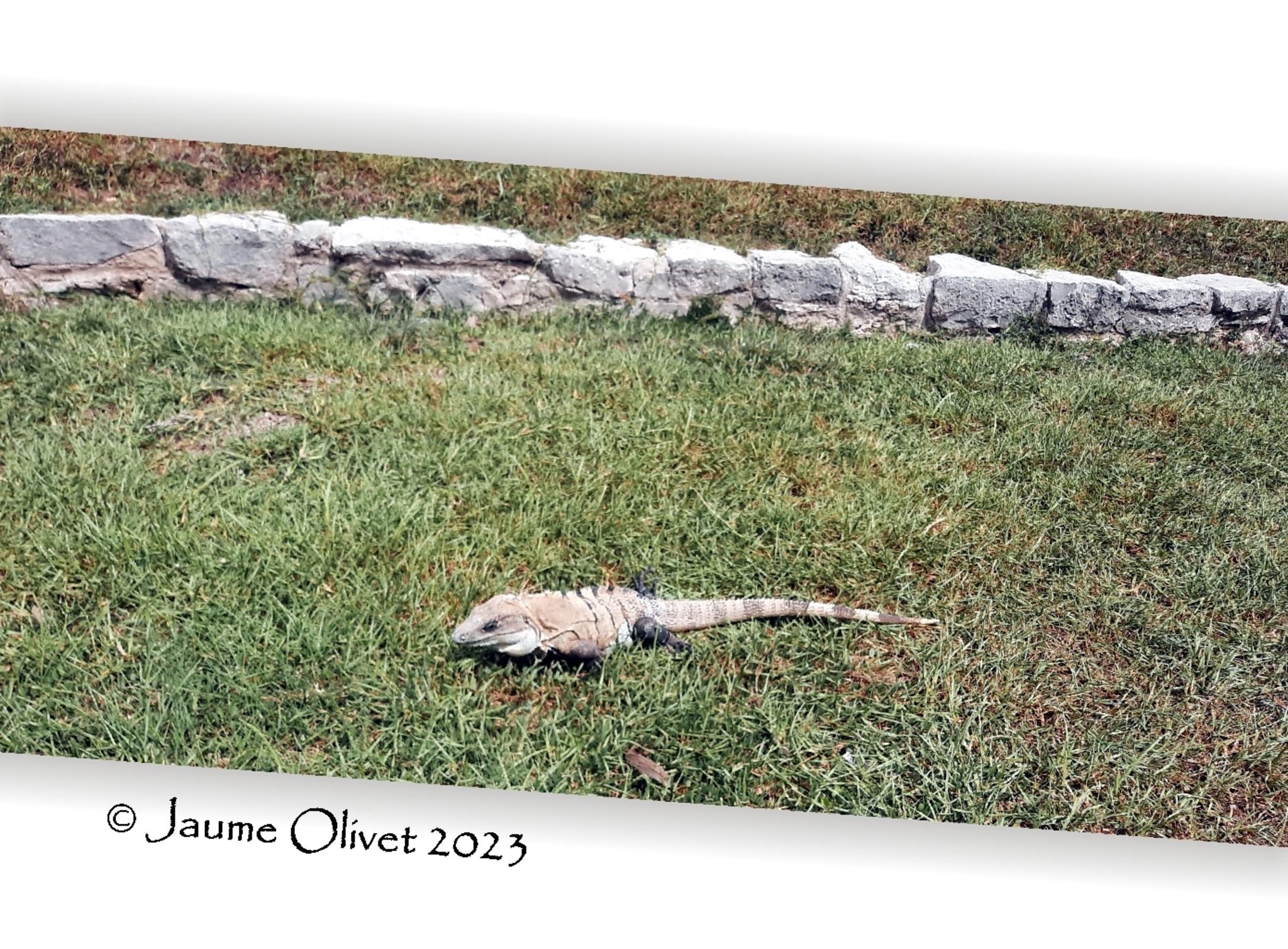  Jaume Olivet 2023