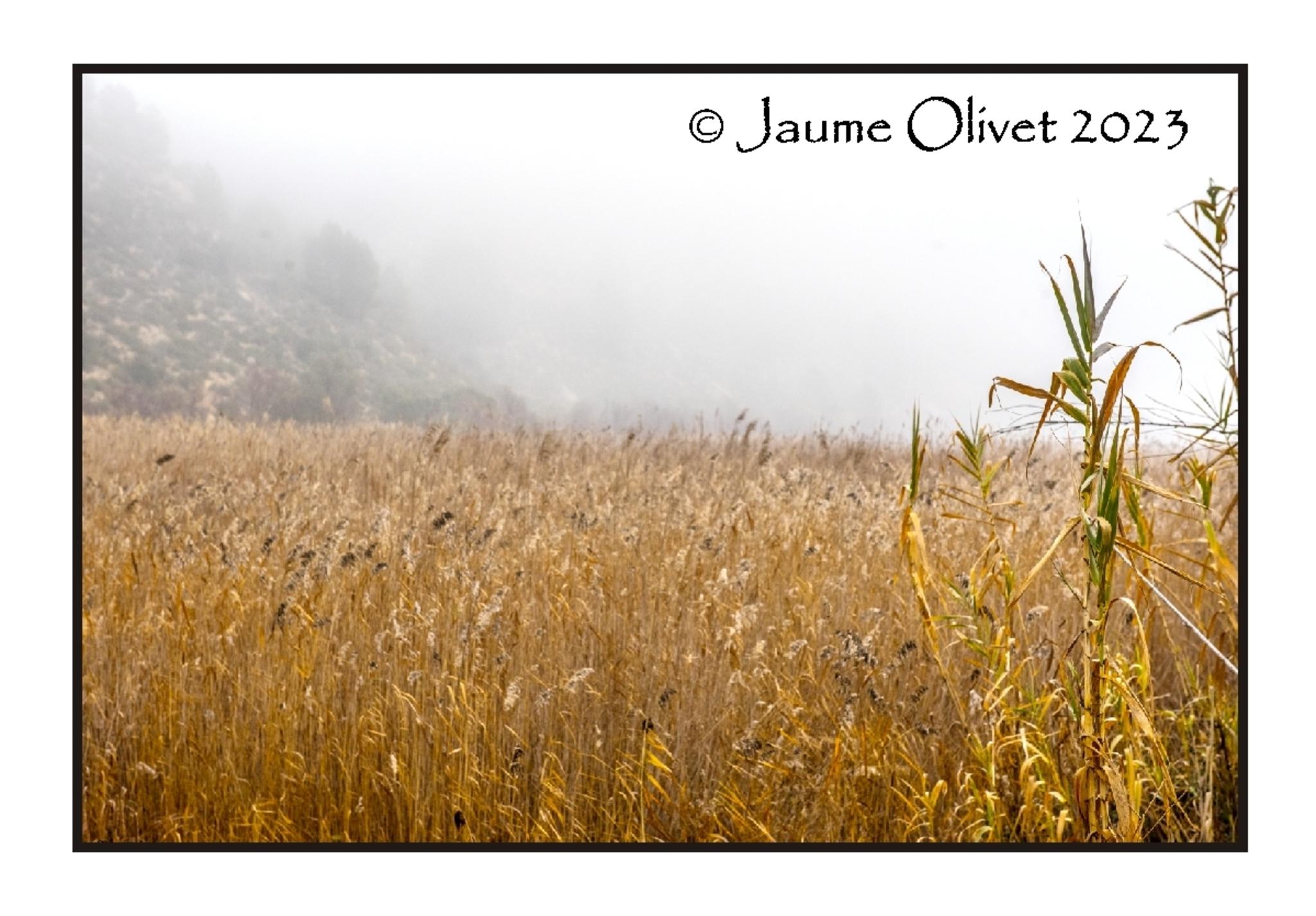  Jaume Olivet 2023