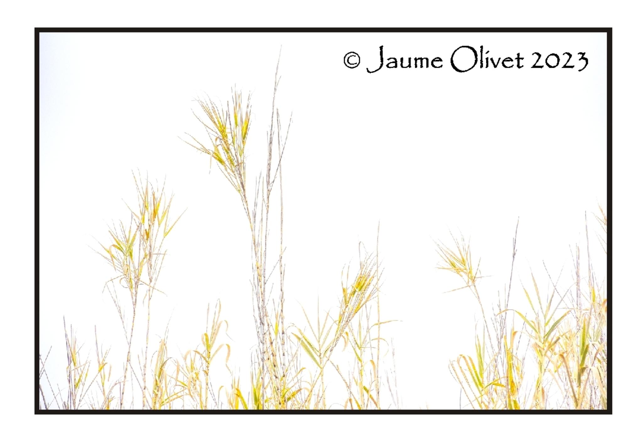  Jaume Olivet 2023