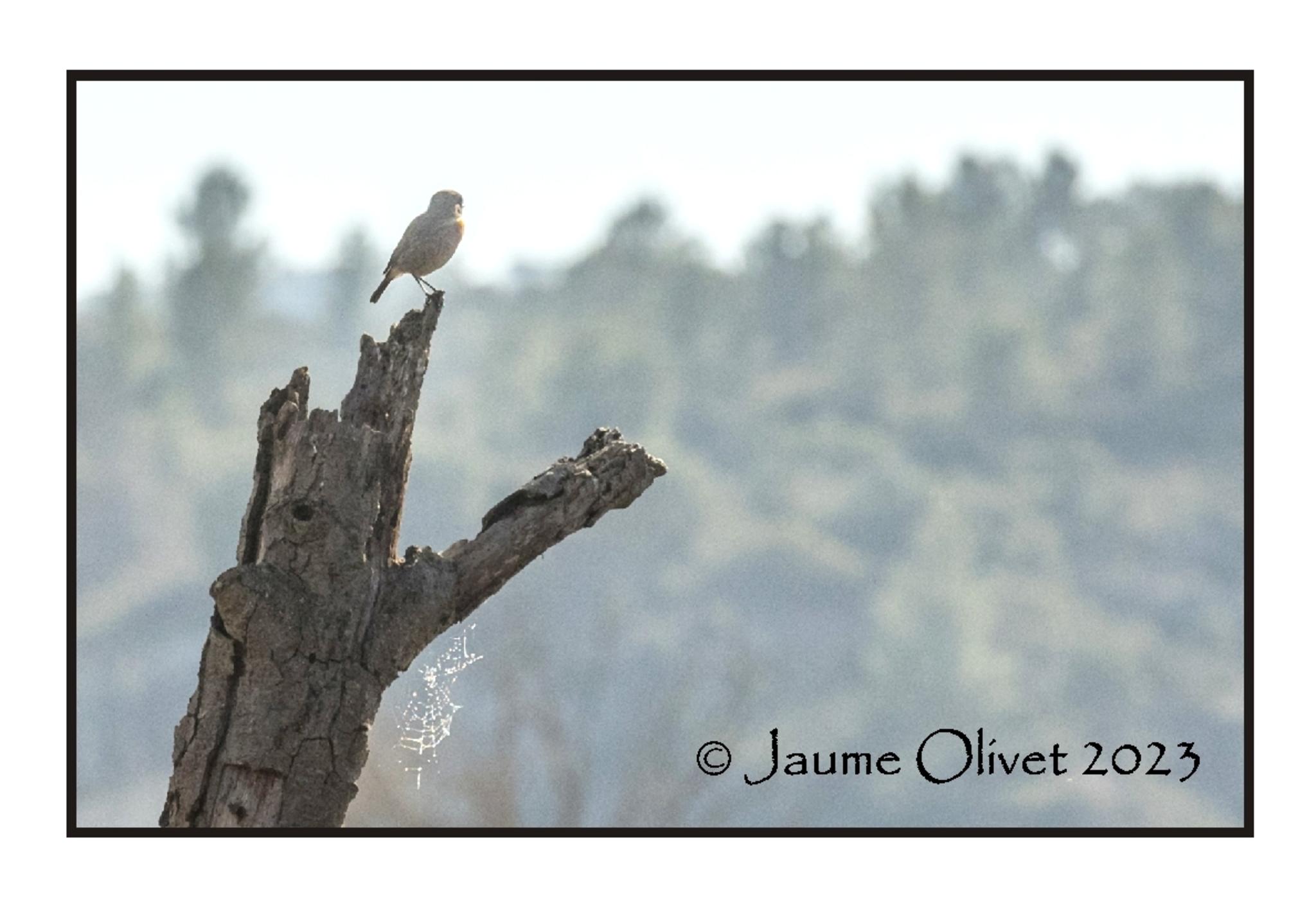  Jaume Olivet 2023