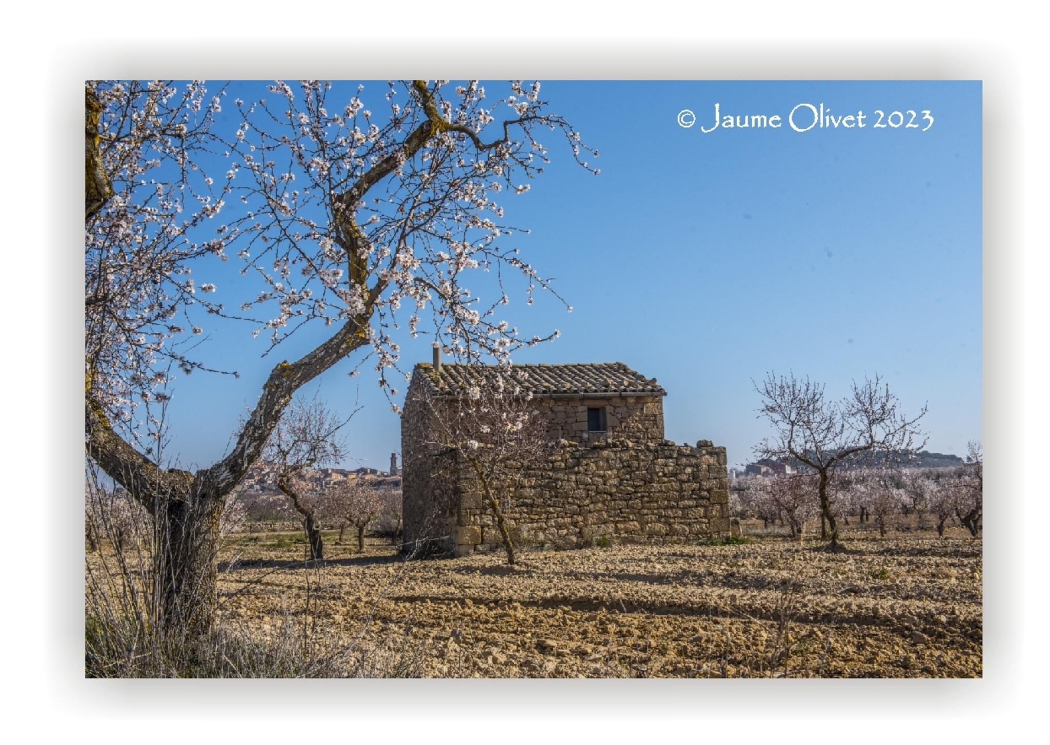  Jaume Olivet 2023