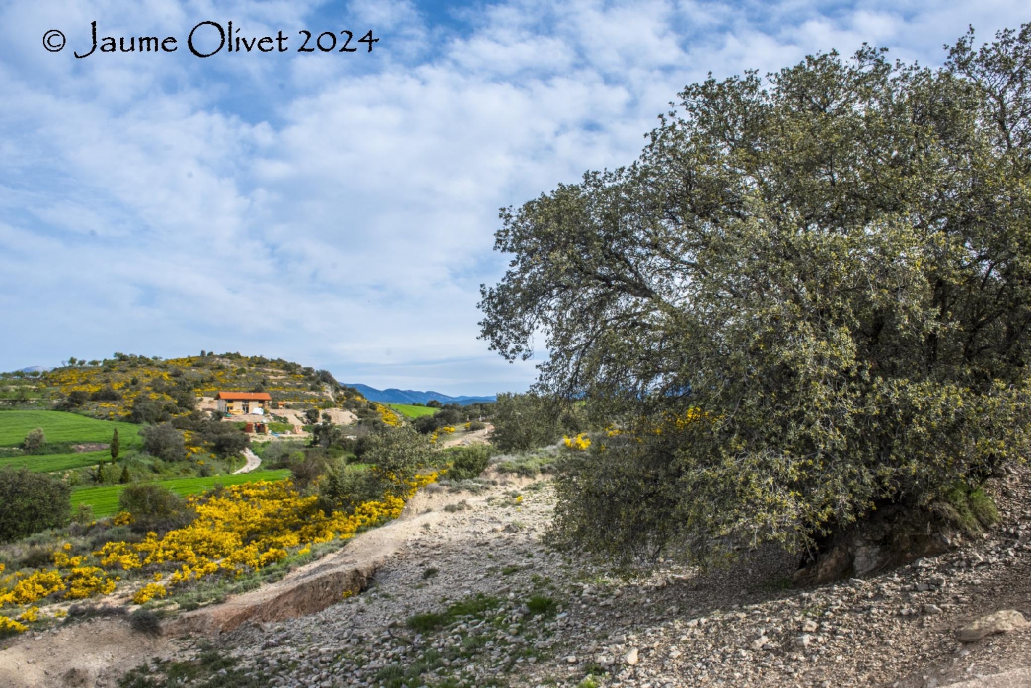  Jaume Olivet 2024