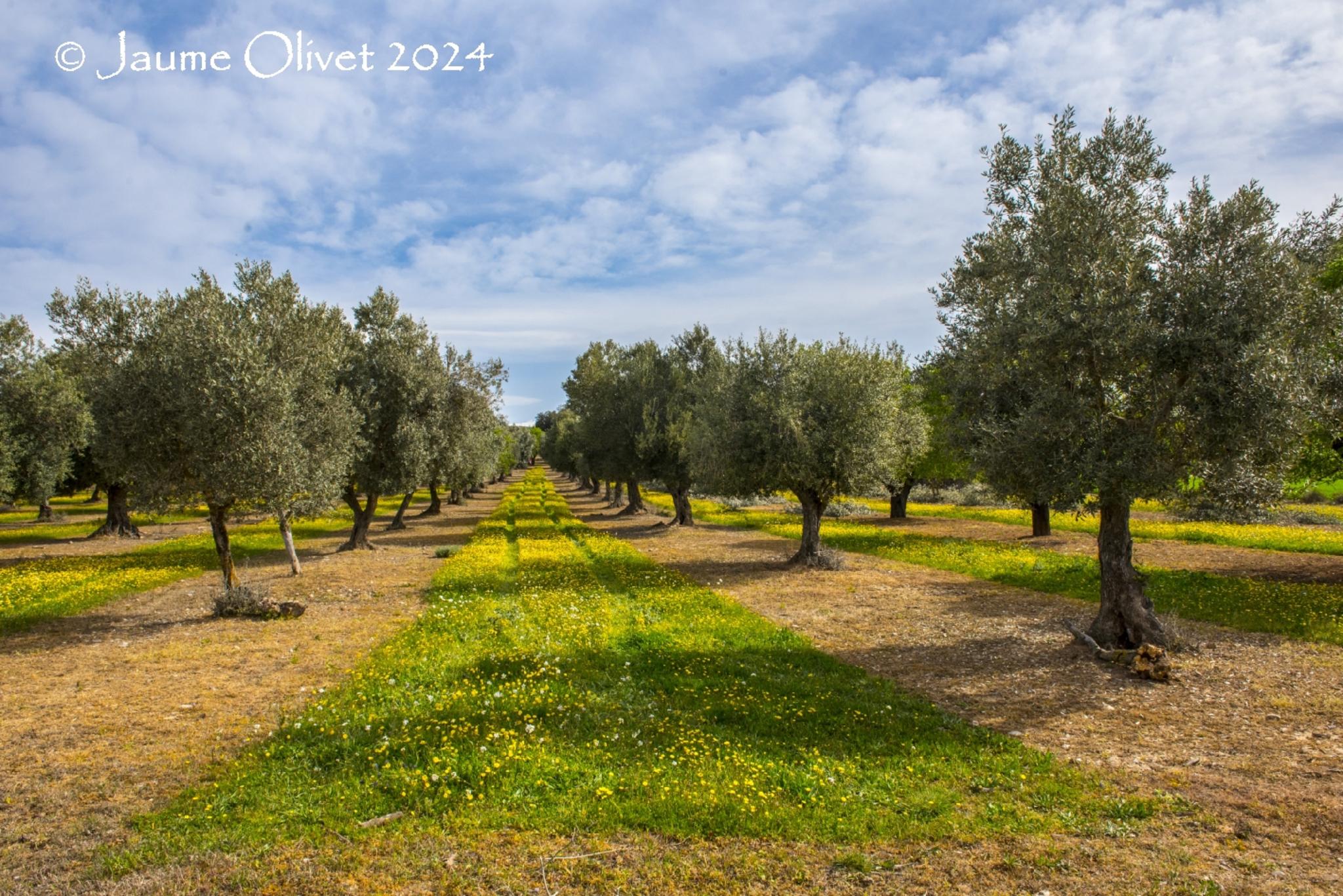  Jaume Olivet 2024