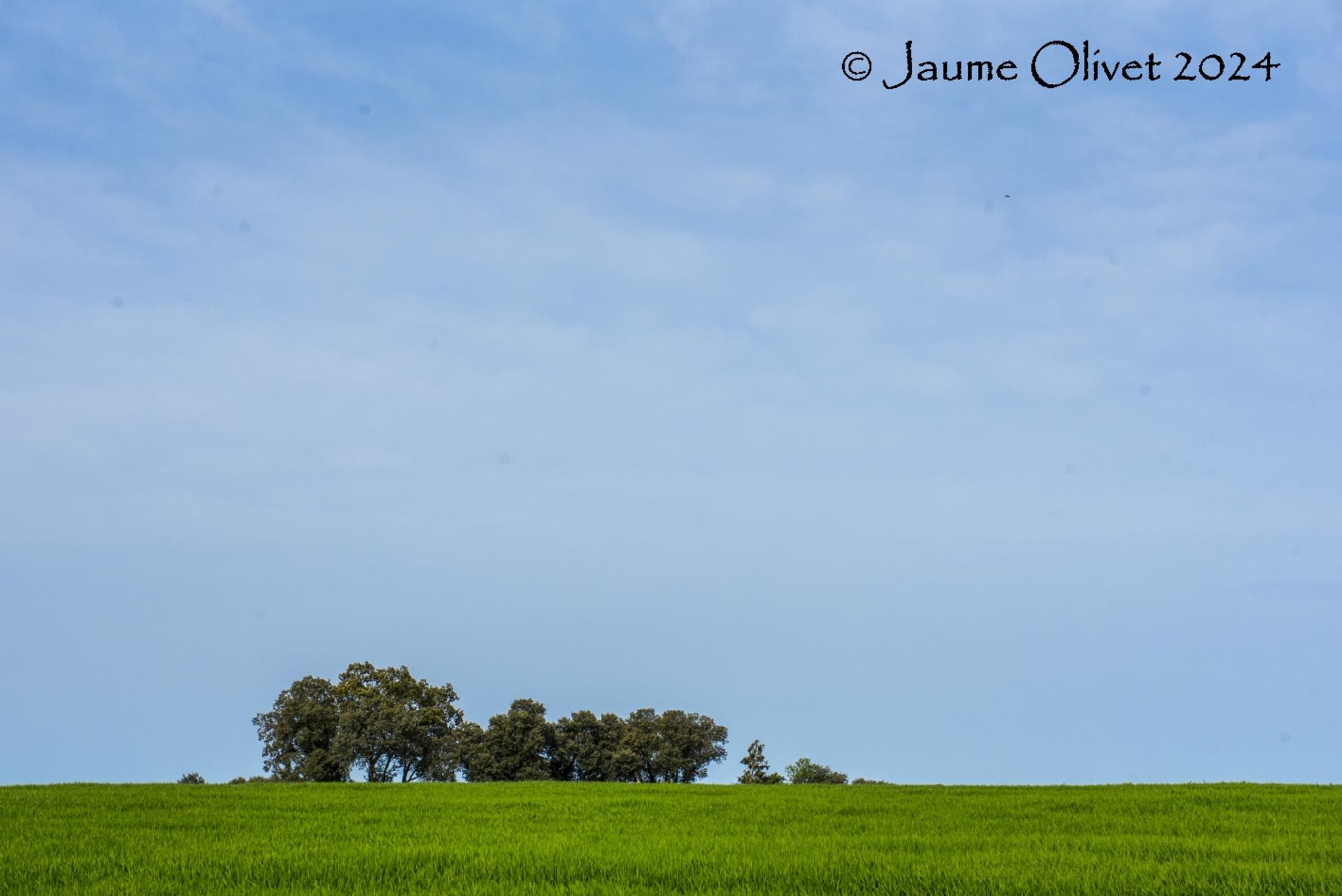  Jaume Olivet 2024