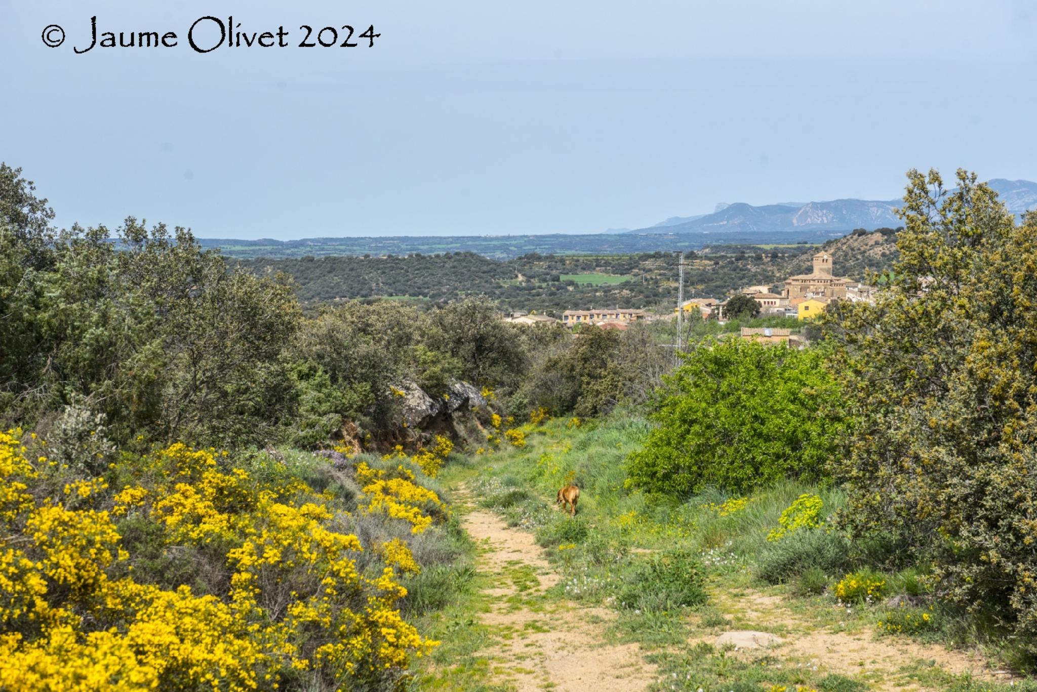  Jaume Olivet 2024