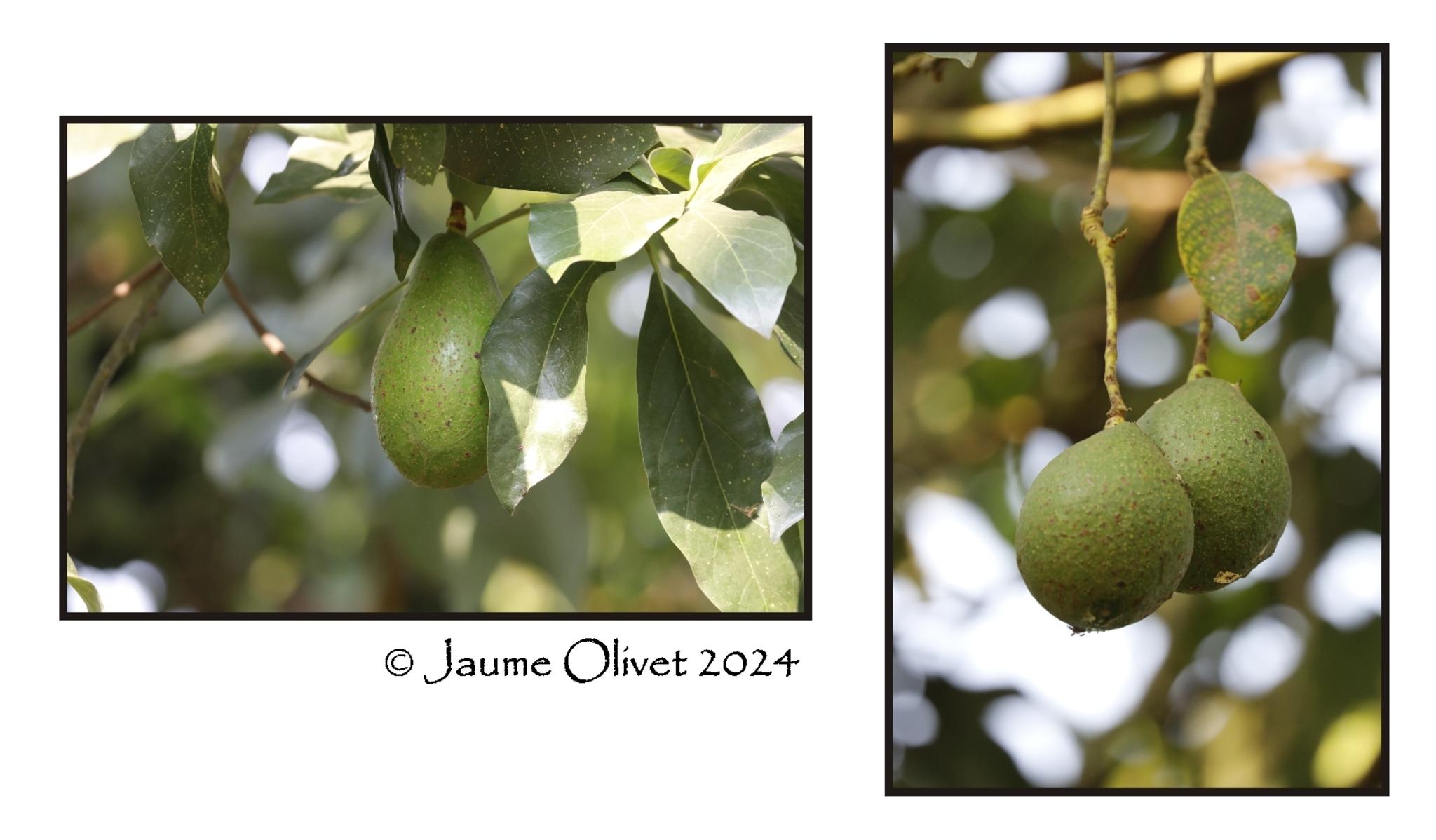  Jaume Olivet 2024