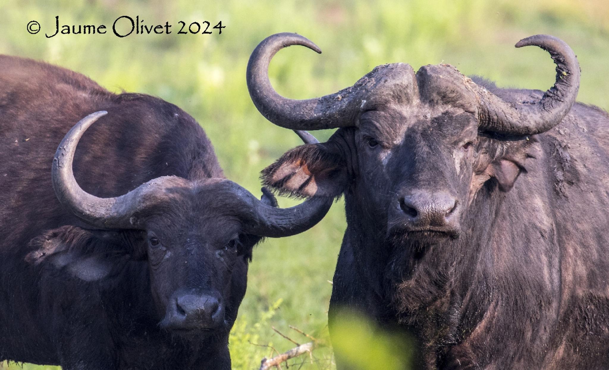  Jaume Olivet 2024