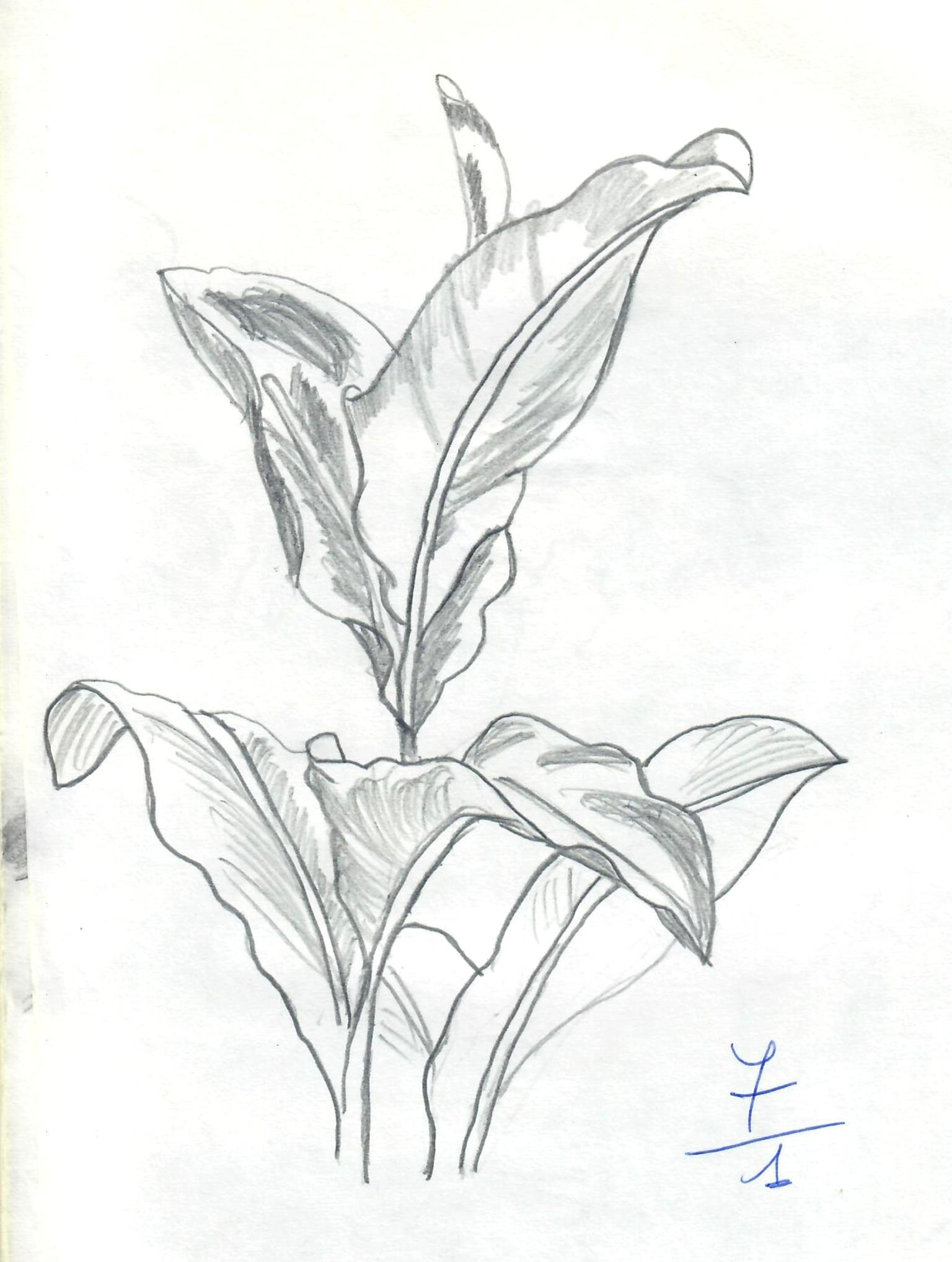 © Jaume Olivet 1979