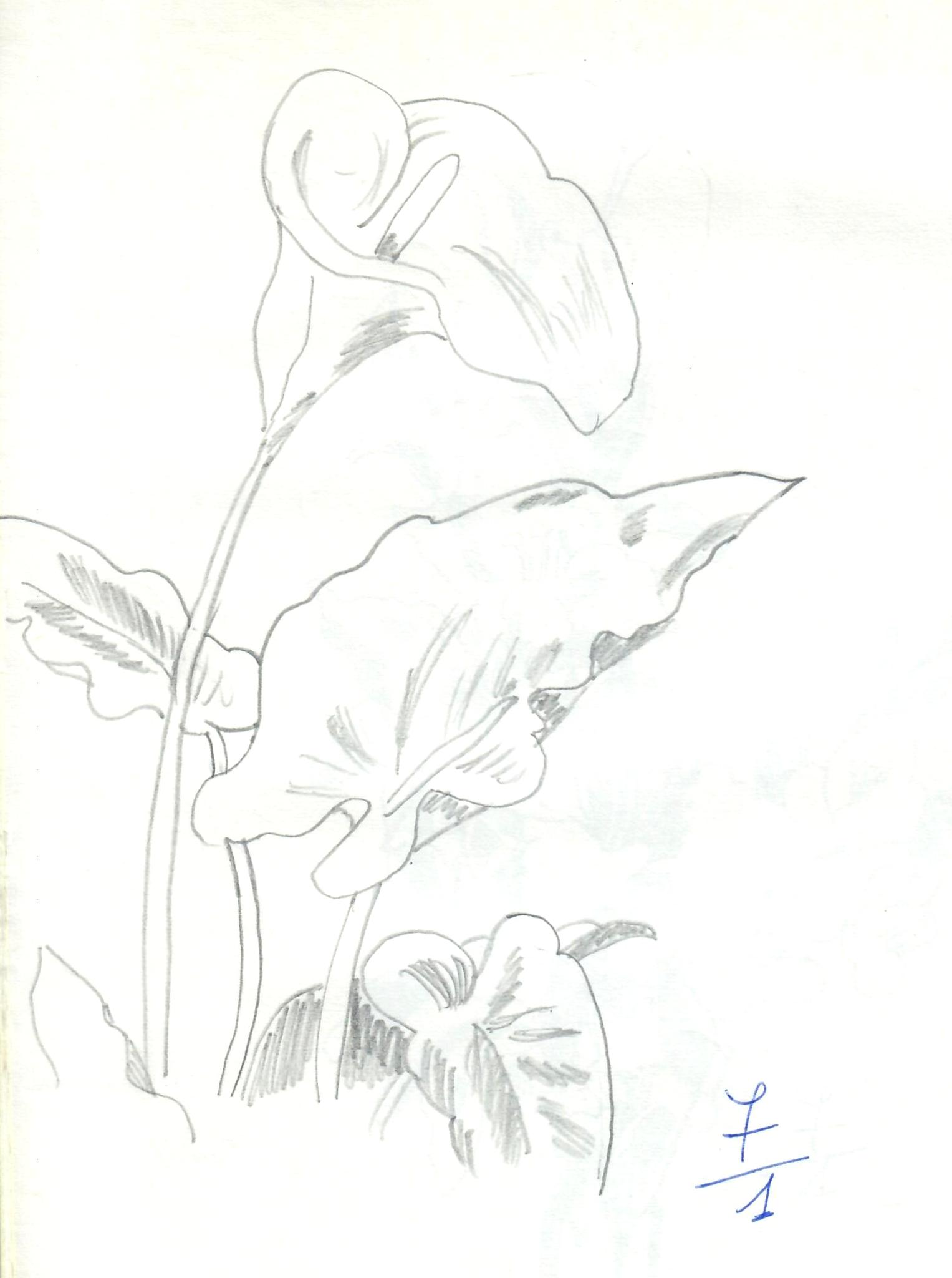 © Jaume Olivet 1979