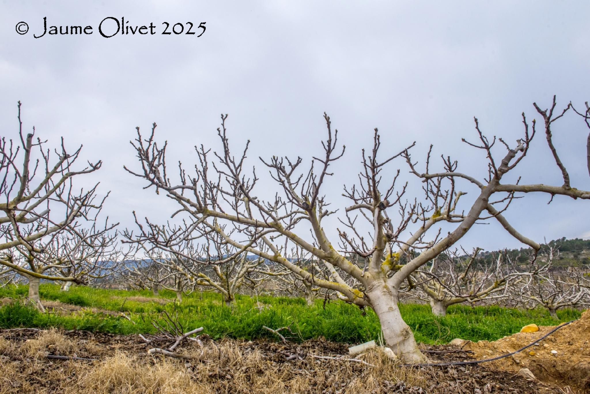  Jaume Olivet 2025