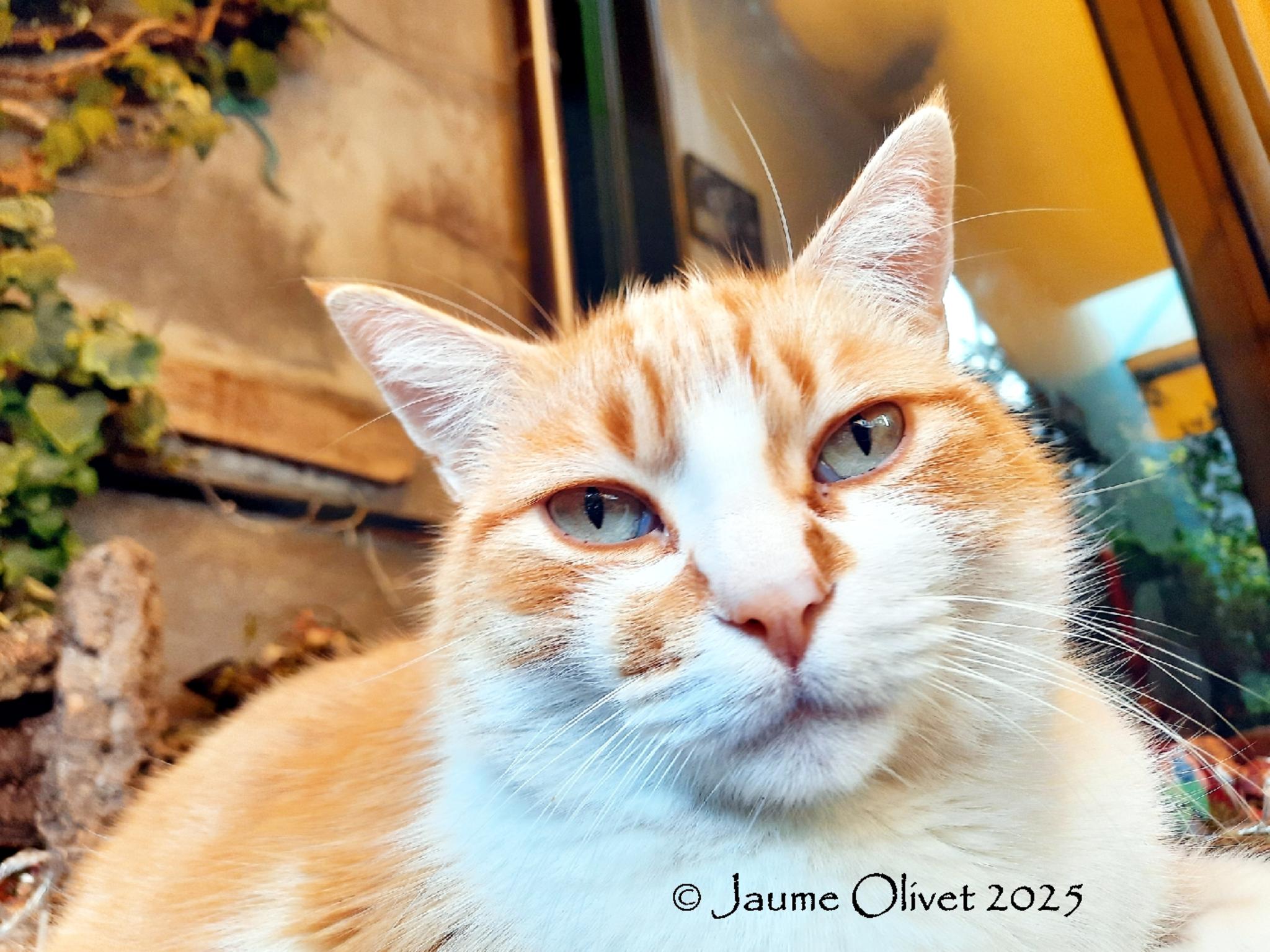  Jaume Olivet 2025