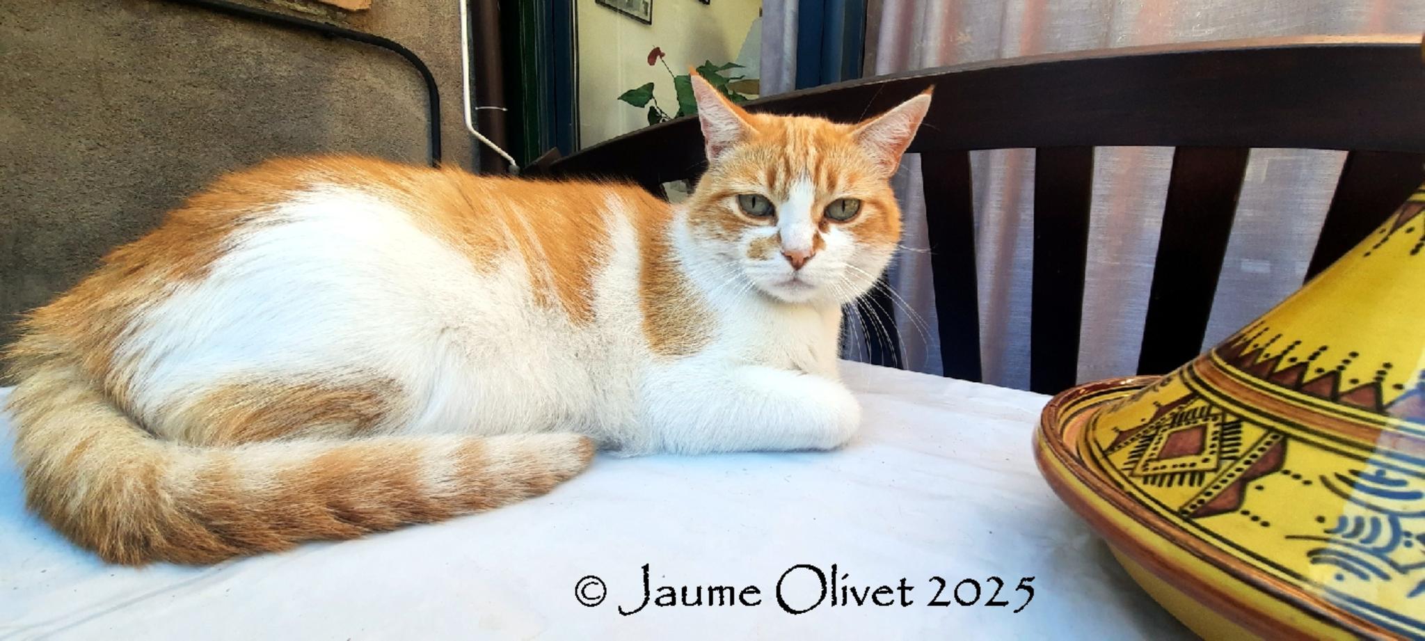  Jaume Olivet 2025