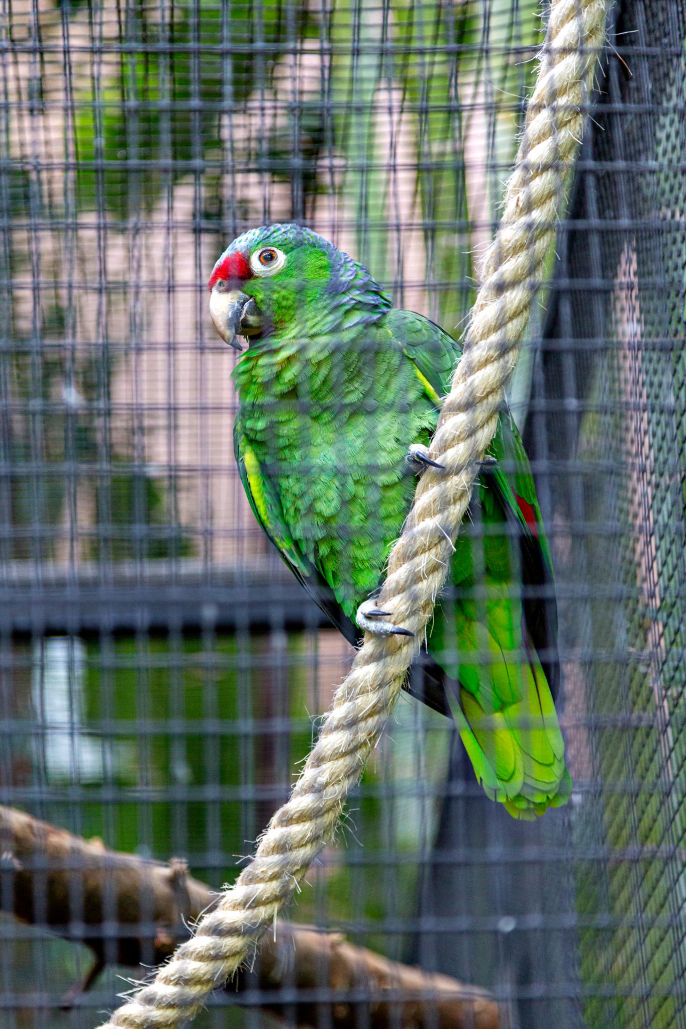 � Jaume Jov� 2026