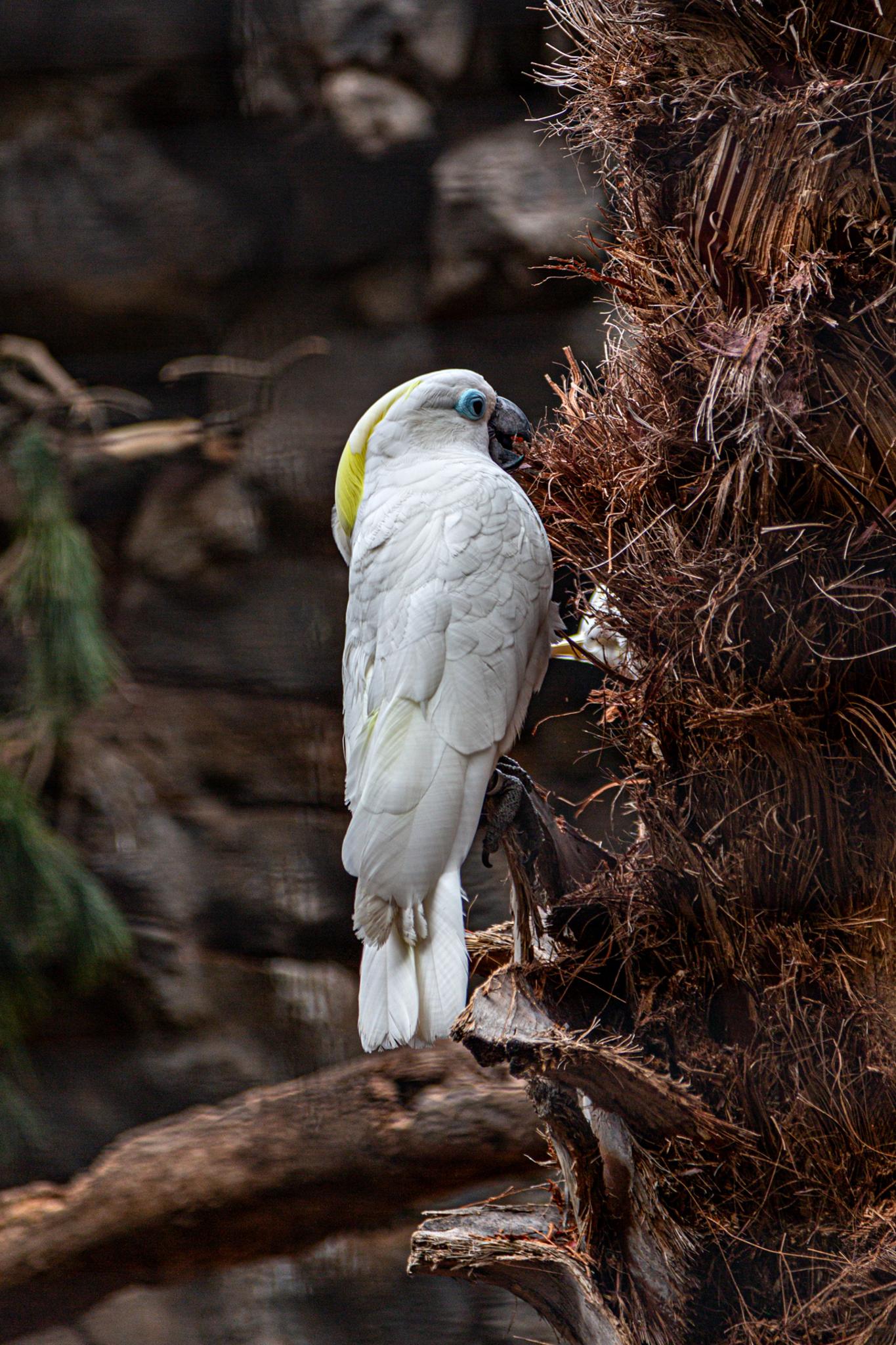 � Jaume Jov� 2026