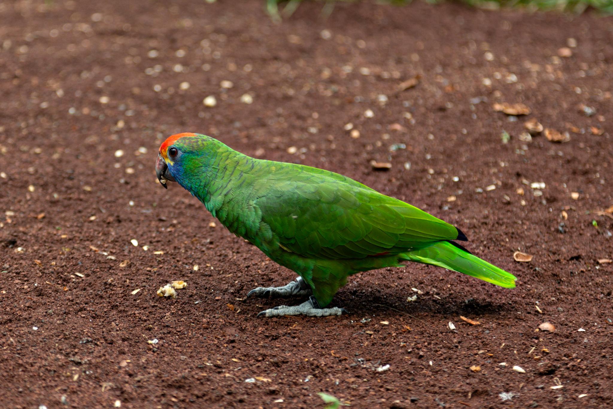 � Jaume Jov� 2026