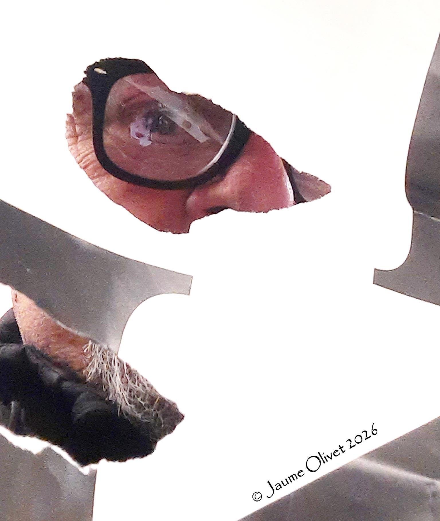 � Jaume Olivet 2026